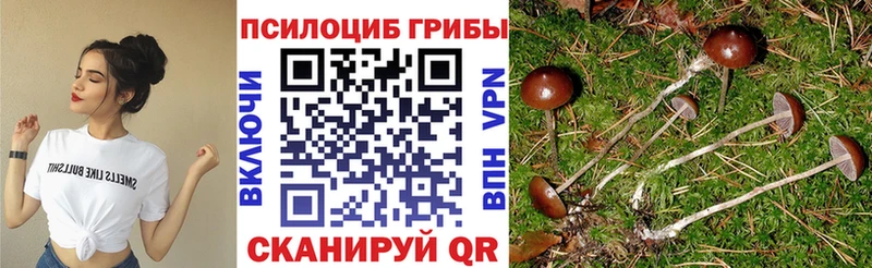 Галлюциногенные грибы Psilocybe  Алагир 